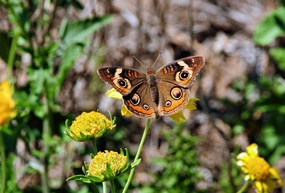 停歇在花丛中的彩色蛱蝶图片